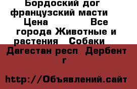 Бордоский дог ( французский масти)  › Цена ­ 50 000 - Все города Животные и растения » Собаки   . Дагестан респ.,Дербент г.